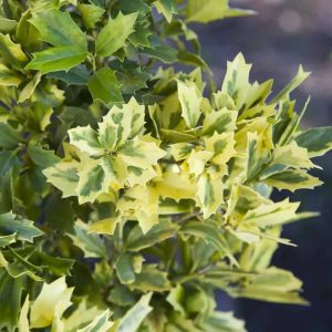 Ilex hybrid 'MAGDEN' Golden Oakland® PP30451