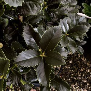 Ilex x 'Liberty' PP12009