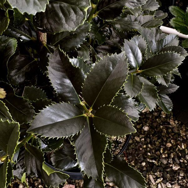 Ilex x 'Liberty' PP12009