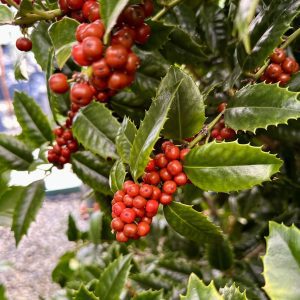 Ilex x 'Mary Nell'