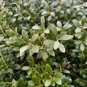 Ilex glabra 'Nigra'