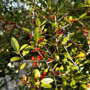 Ilex vomitoria 'Pride of Houston'