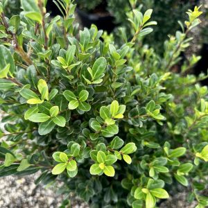 Ilex crenata 'Excelsa Schwoebel'