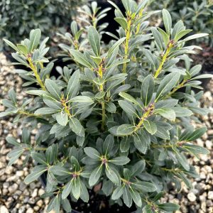 Ilex glabra 'Shamrock'