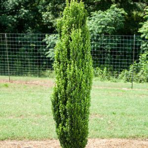 Ilex crenata 'PIII-C-1' Straight & Narrow® PP29578