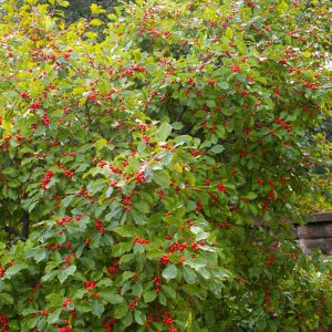 Ilex verticillata 'Bailfire' Wildfire™