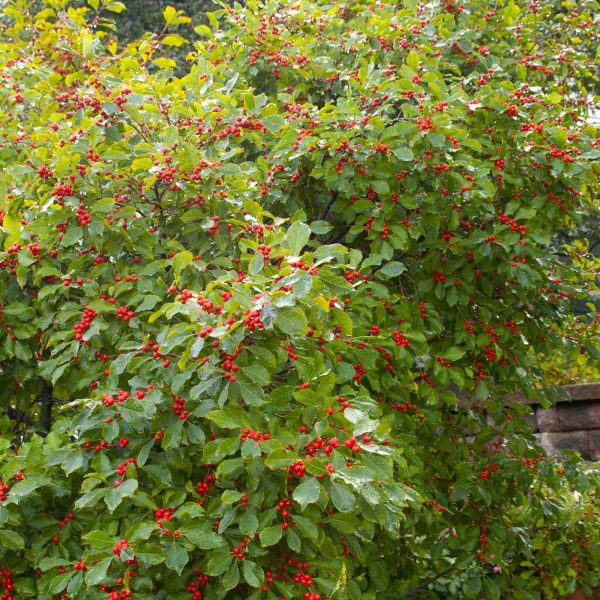 Ilex verticillata 'Bailfire' Wildfire™