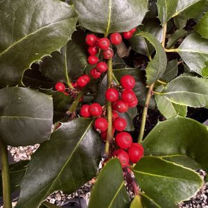 Ilex x 'Wirt L. Winn'