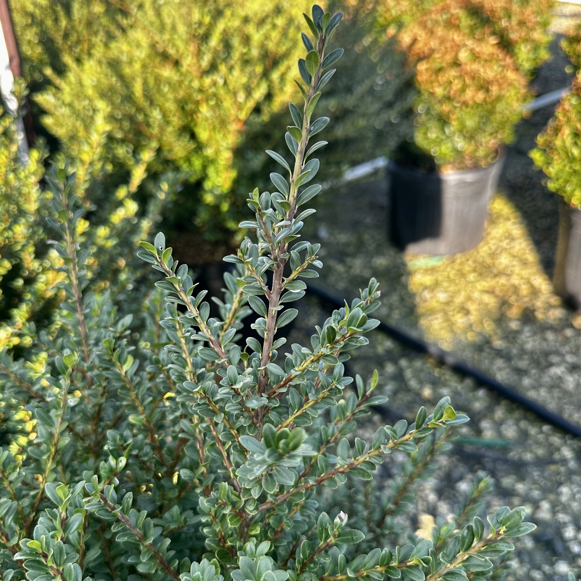 Ilex crenata 'Lucky Marble'