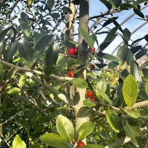 Ilex vomitoria