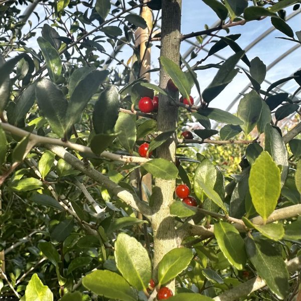 Ilex vomitoria
