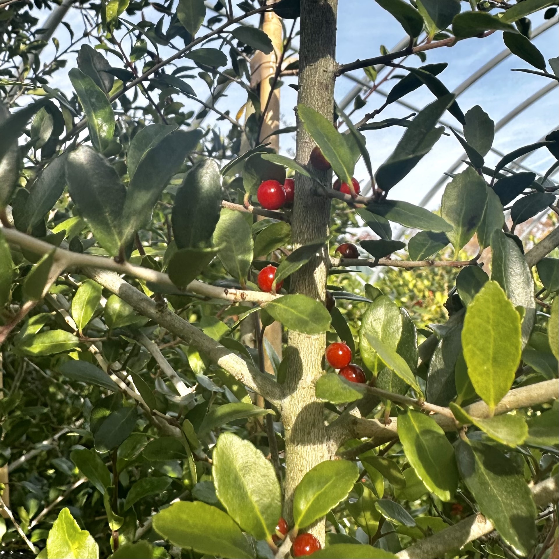 Ilex vomitoria