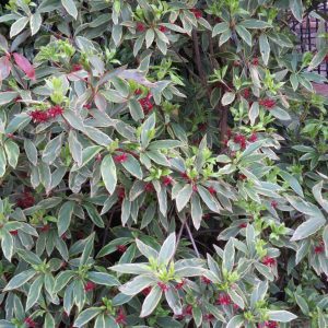Illicium floridanum 'Pink Frost' PP21287
