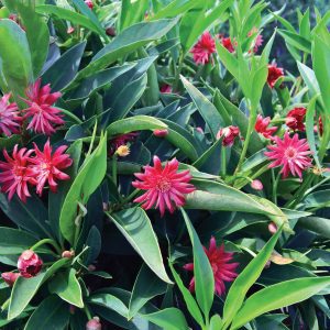 Illicium hybrid 'NCIH21' Star Flower Scorpio™ PP29939