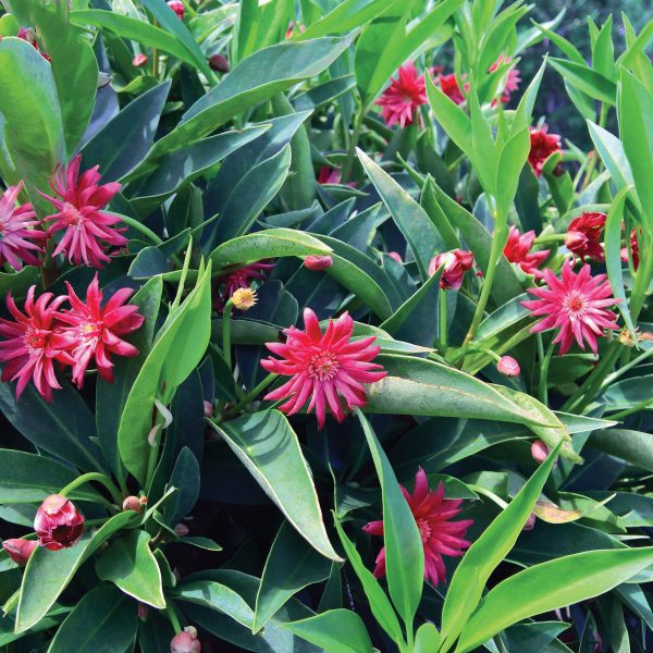 Illicium hybrid 'NCIH21' Star Flower Scorpio™ PP29939