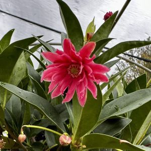 Illicium x 'Woodland Ruby'