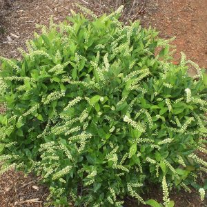 Itea virginica 'Bailteaone' Love Child® PP31318
