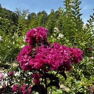 Lagerstroemia indica 'HOCH266' Summerlasting™ Strawberry PP34124