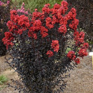 Lagerstroemia 'PIILAG-IX' Sunset Magic™ PP29325