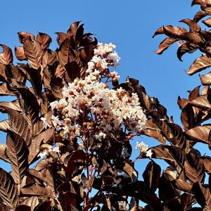 Lagerstroemia 'JM4' Thunderstruck™ White Lightning™ PP31534
