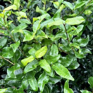 Ligustrum japonicum 'Recurvifolium'