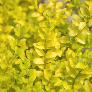 Ligustrum sinense 'Sunshine' PP20379