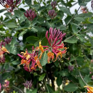 Lonicera x heckrottii 'Gold Flame'