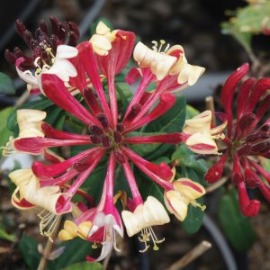 Lonicera periclymenum 'Inov 86' Peaches and Cream PP21839