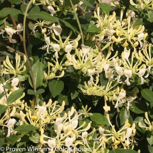 Lonicera periclymenum 'Scentsation' PP16240