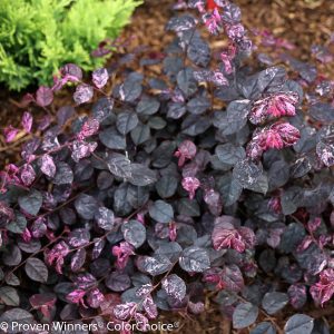 Loropetalum chinense 'Irodori' Jazz Hands Variegated® PP27713