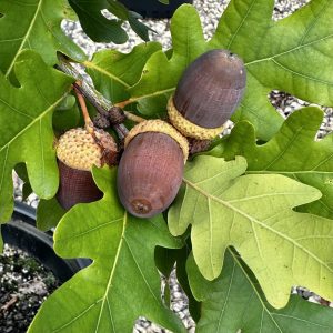 Quercus x 'Crimschmidt' Crimson Spire™ PP9103