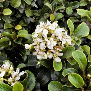Rhaphiolepis umbellata 'RutRaph1' Southern Moon® PP20730