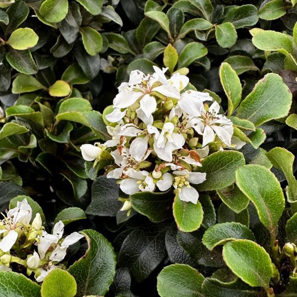 Rhaphiolepis umbellata 'RutRaph1' Southern Moon® PP20730