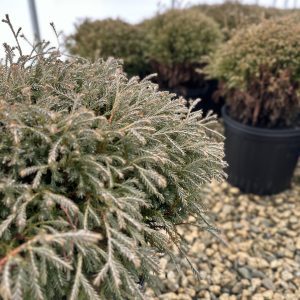 Thuja occidentalis 'Bobozam' Mr. Bowling Ball®
