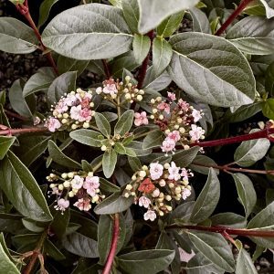 Viburnum tinus 'Spirit'