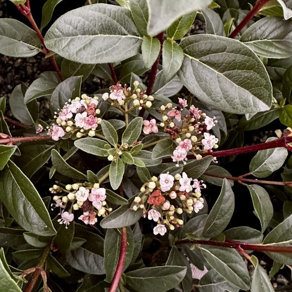 Viburnum tinus 'Spirit'