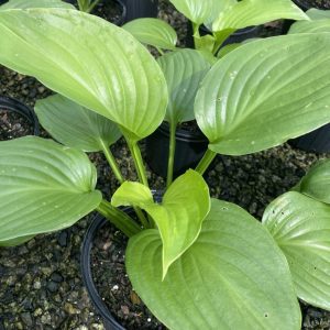 Hosta 'Doubled Up'