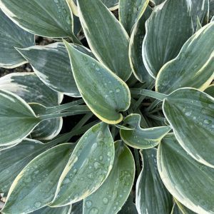 Hosta 'First Frost'
