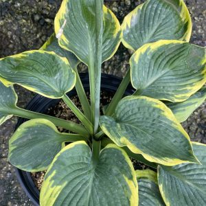 Hosta 'Frances Williams'