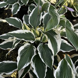 Hosta 'Patriot'