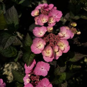 Hydrangea serrata 'JPD01' Pink Dynamo™ PP33412