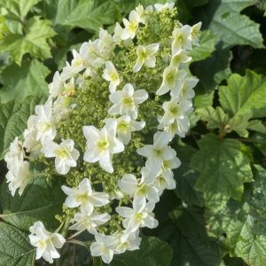 Hydrangea quercifolia 'Snowflake'