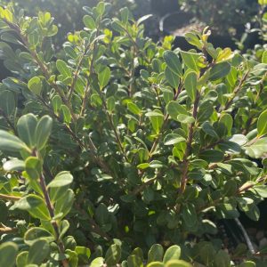 Ilex crenata 'Bennett's Compacta'