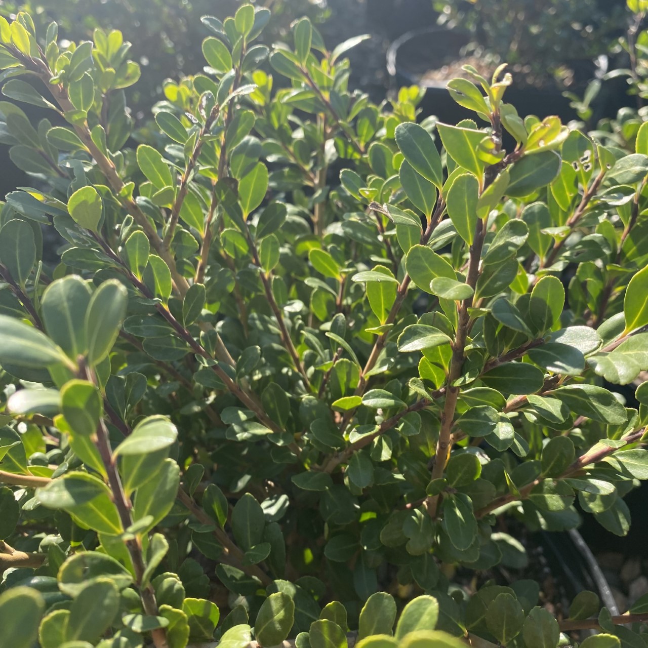 Ilex crenata 'Bennett's Compacta'