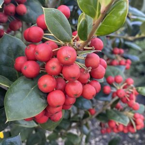 Ilex cornuta 'Burfordii'