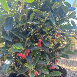 Ilex cornuta 'Needlepoint'