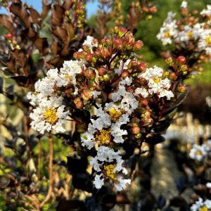 Lagerstroemia indica 'HOCH873' Summerlasting™ Coconut PP33209