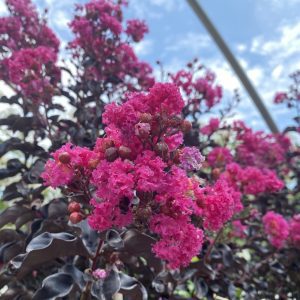 Lagerstroemia indica 'HOCH631' Summerlasting™ Raspberry PP33208