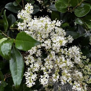 Ligustrum japonicum