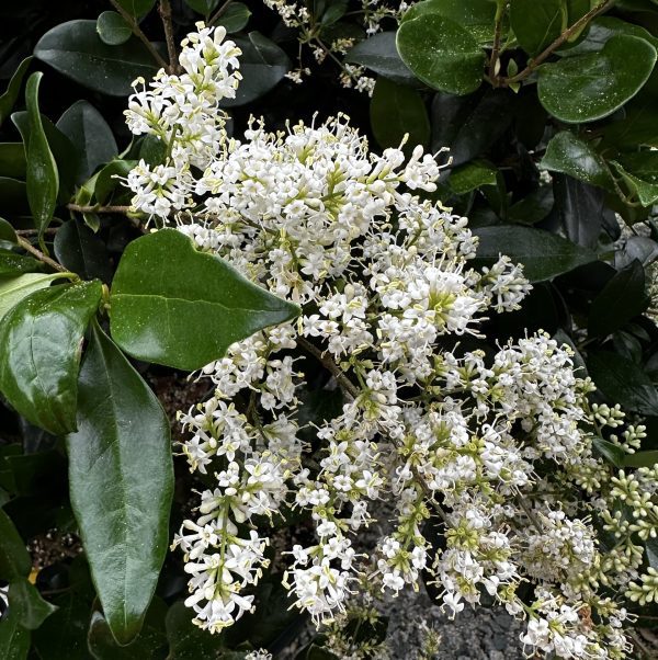 Ligustrum japonicum